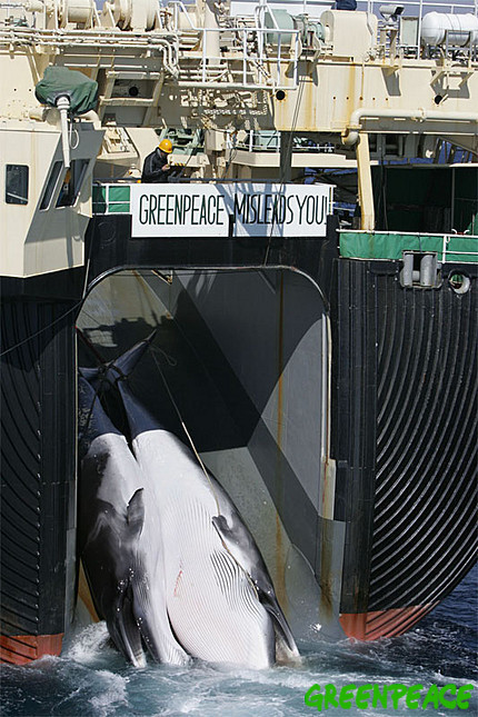 greenpeace-ship-my-esperanza-w[1].jpg
